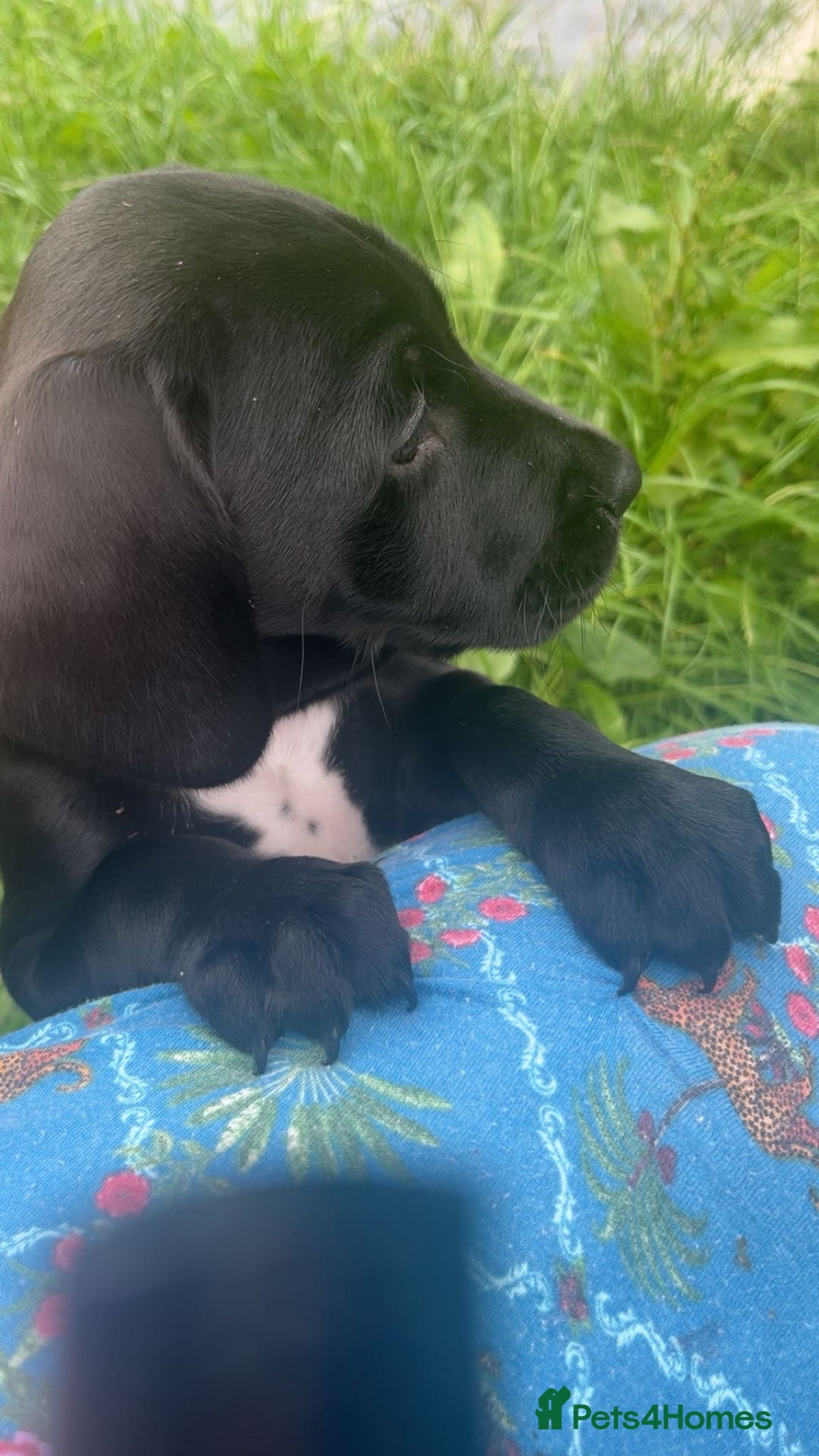 Mixed Breed dogs for sale: Teddy  - Image 3