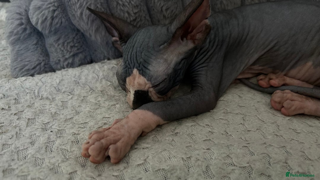 Sphynx cats for sale: Fantastic kittens are looking for new homes. - Image 5