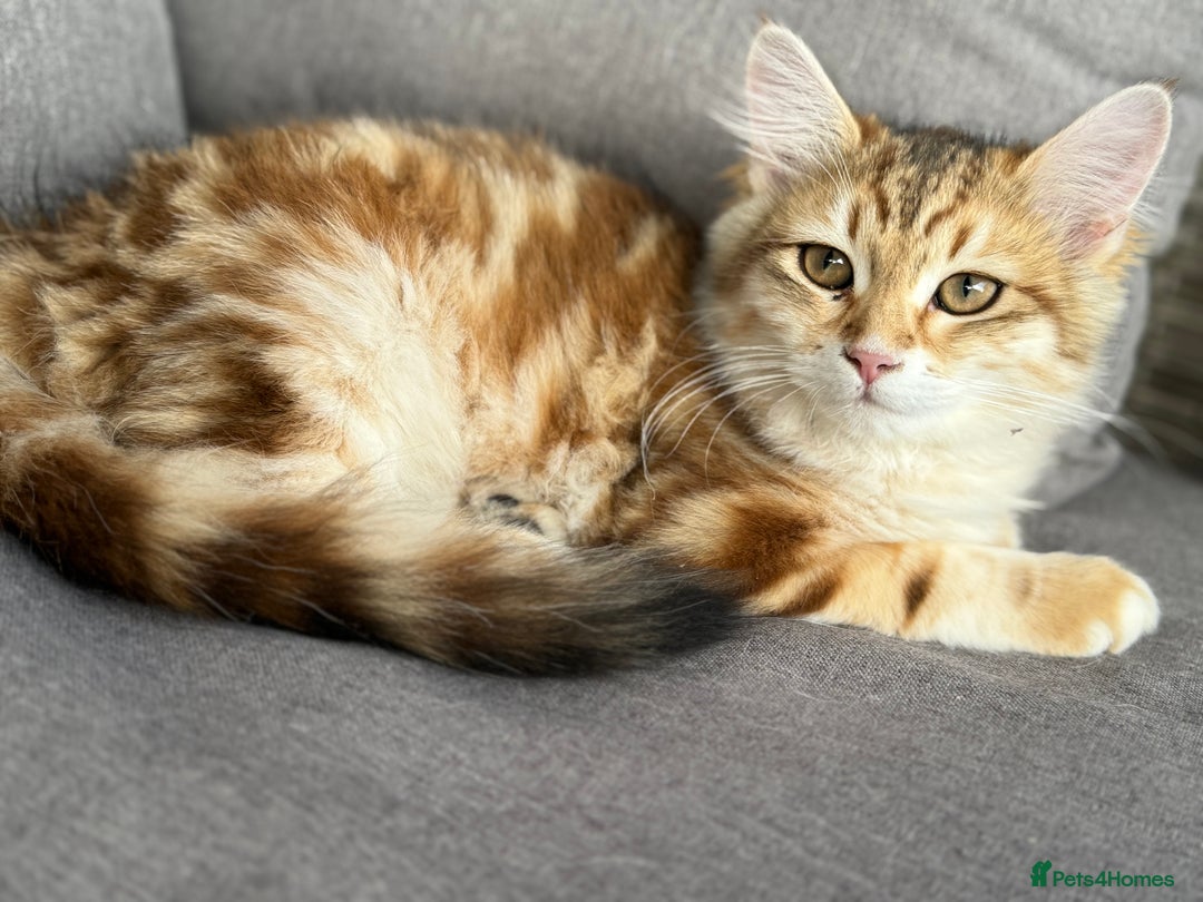 Siberian cats for sale: 2 Siberian kittens ready for collection - Image 8