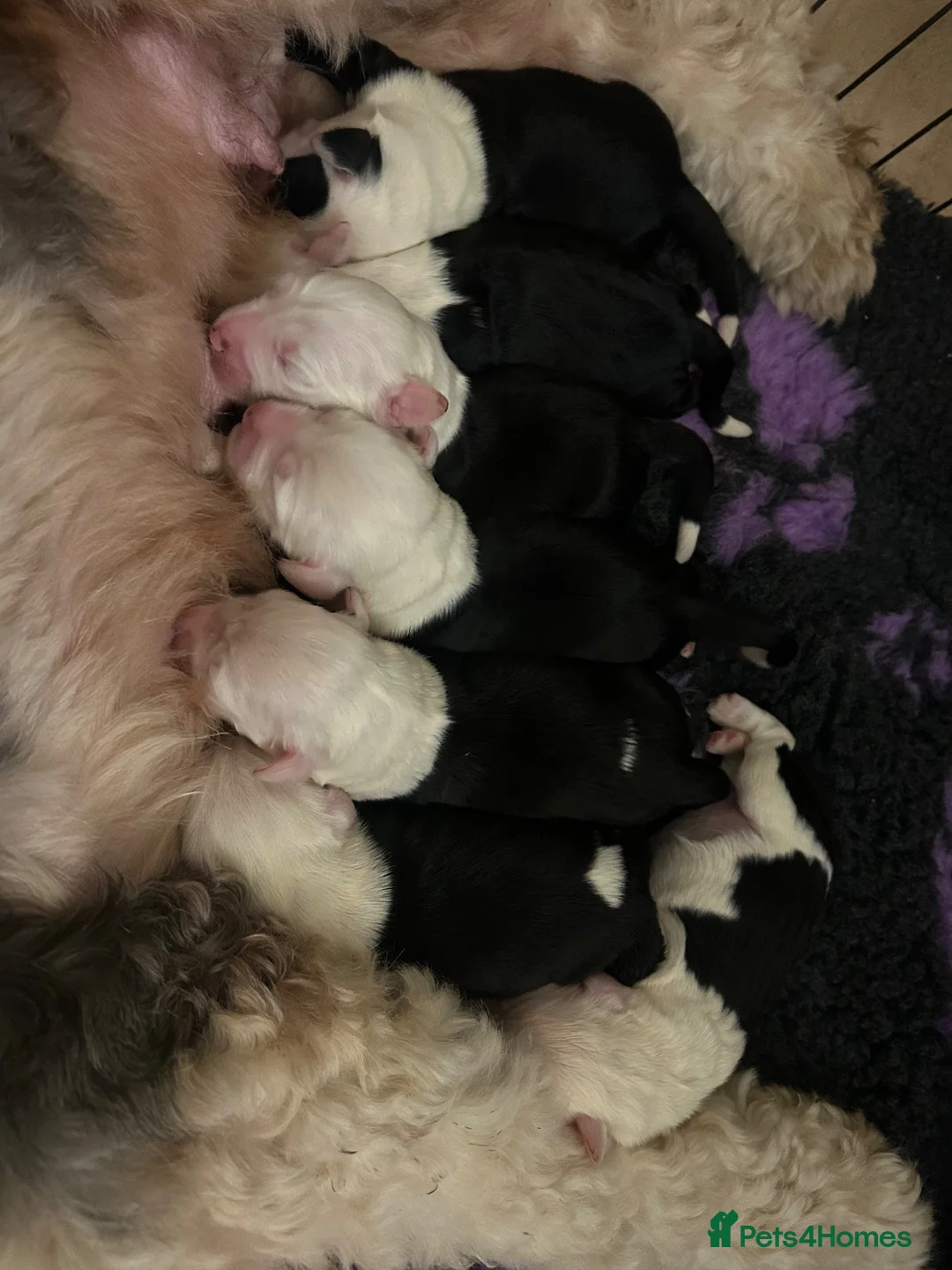 Old English Sheepdog dogs for sale: Just 2 girls left! - Advert 2
