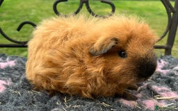 Guinea Pig rodents for sale: Guinea pigs, breed Texel and Merino - Image 3