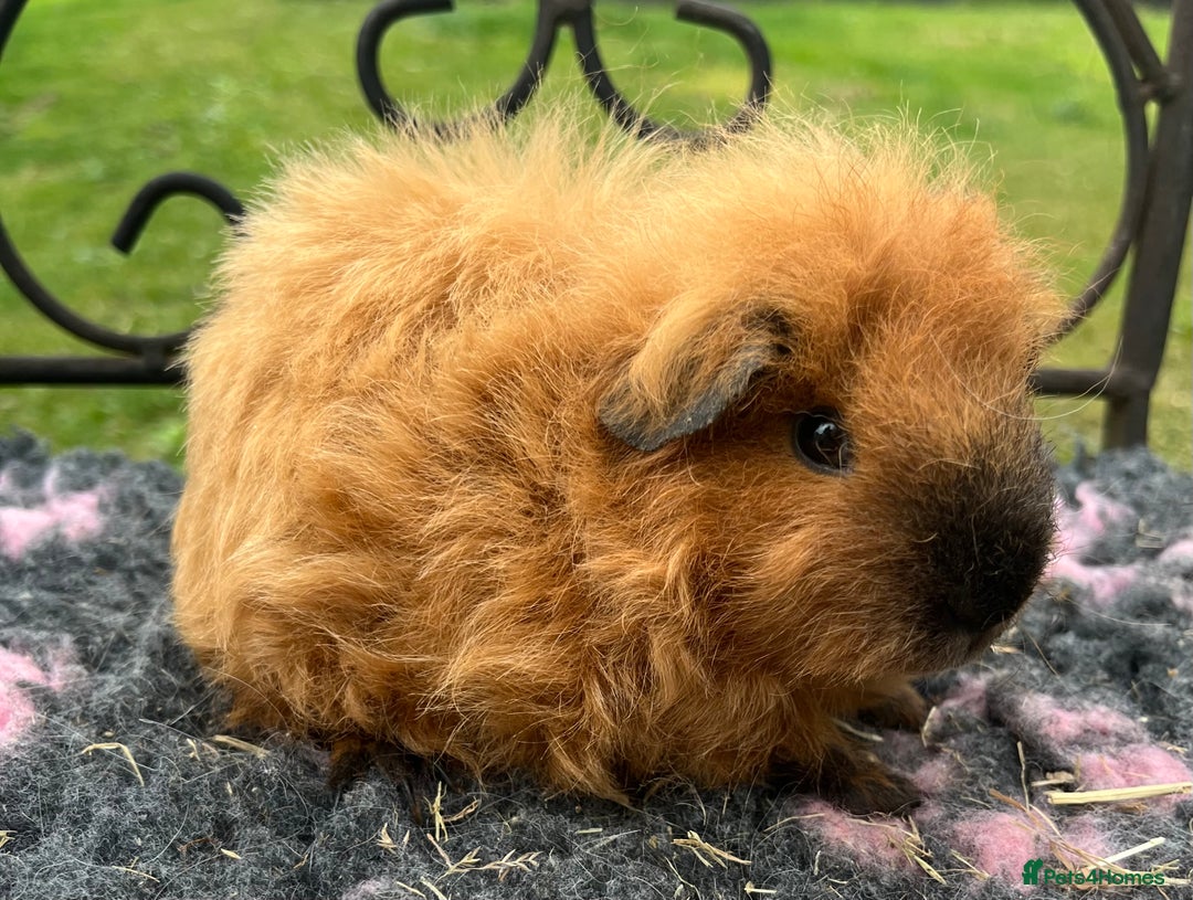 Guinea Pig rodents for sale: Guinea pigs, breed Texel and Merino - Image 3