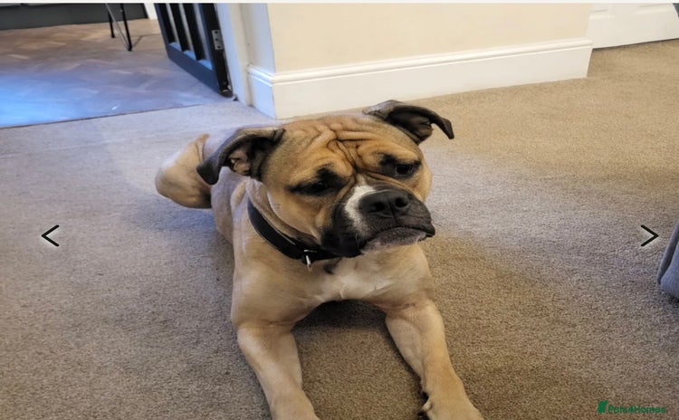 Dorset Olde Tyme Bulldogge dogs - Advert 1
