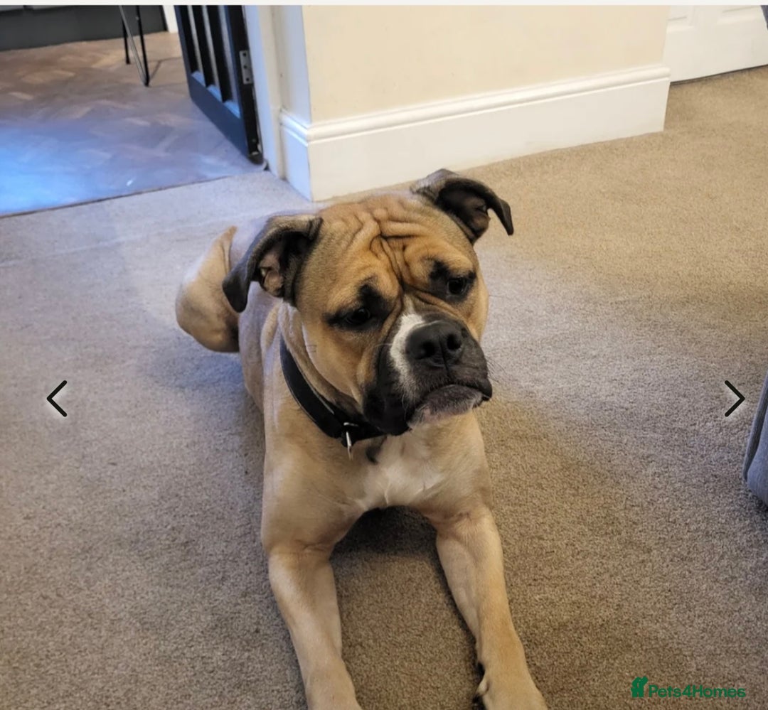 Dorset Olde Tyme Bulldogge dogs for sale: Molly - Image 1