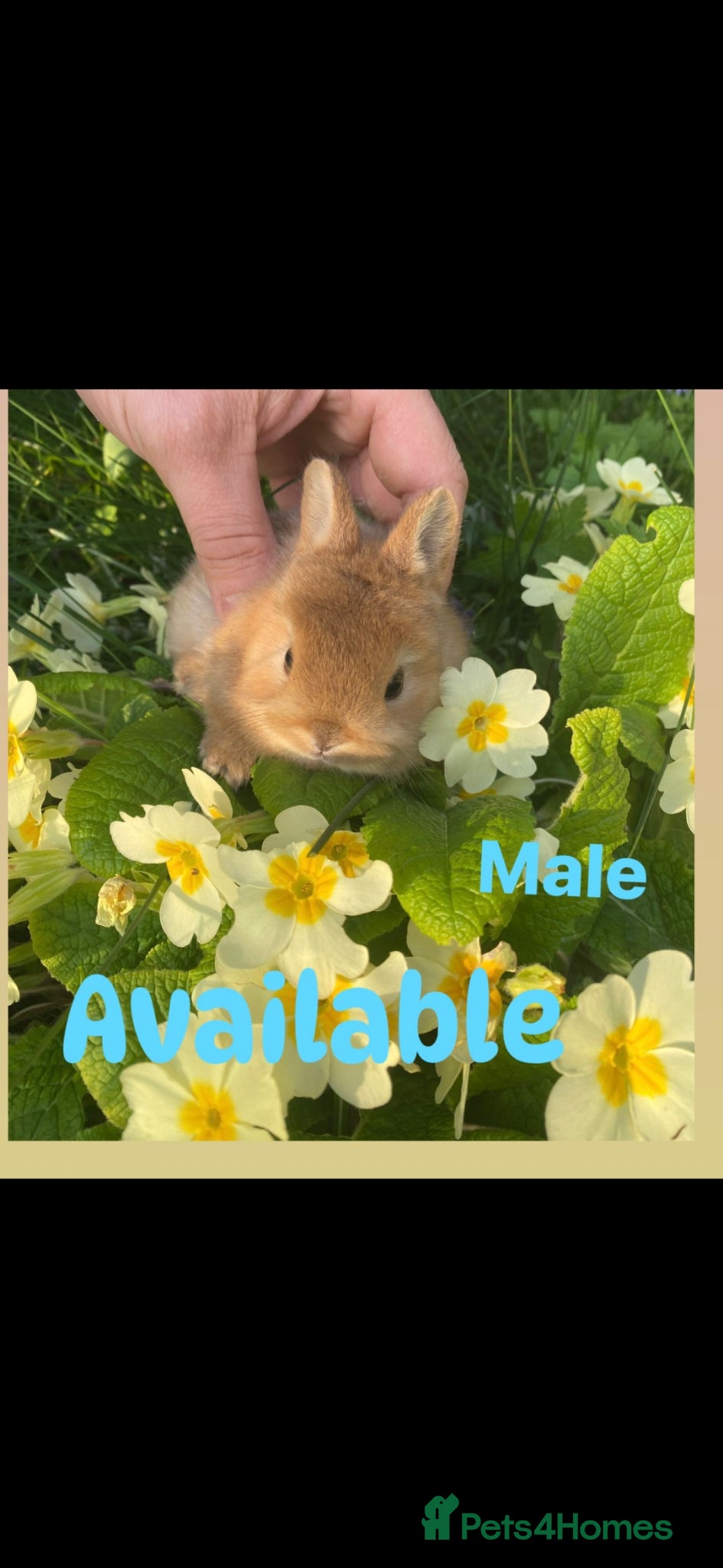 Netherland Dwarf rabbits Bunny mixed - Advert 1