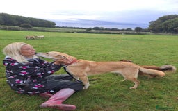 Mixed Breed dogs for adoption: Cristina - Norwich Norfolk  - Image 4