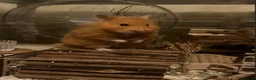 Hamster rodents for sale: female syrian hamster  in Newport Pagnell - Advert 3
