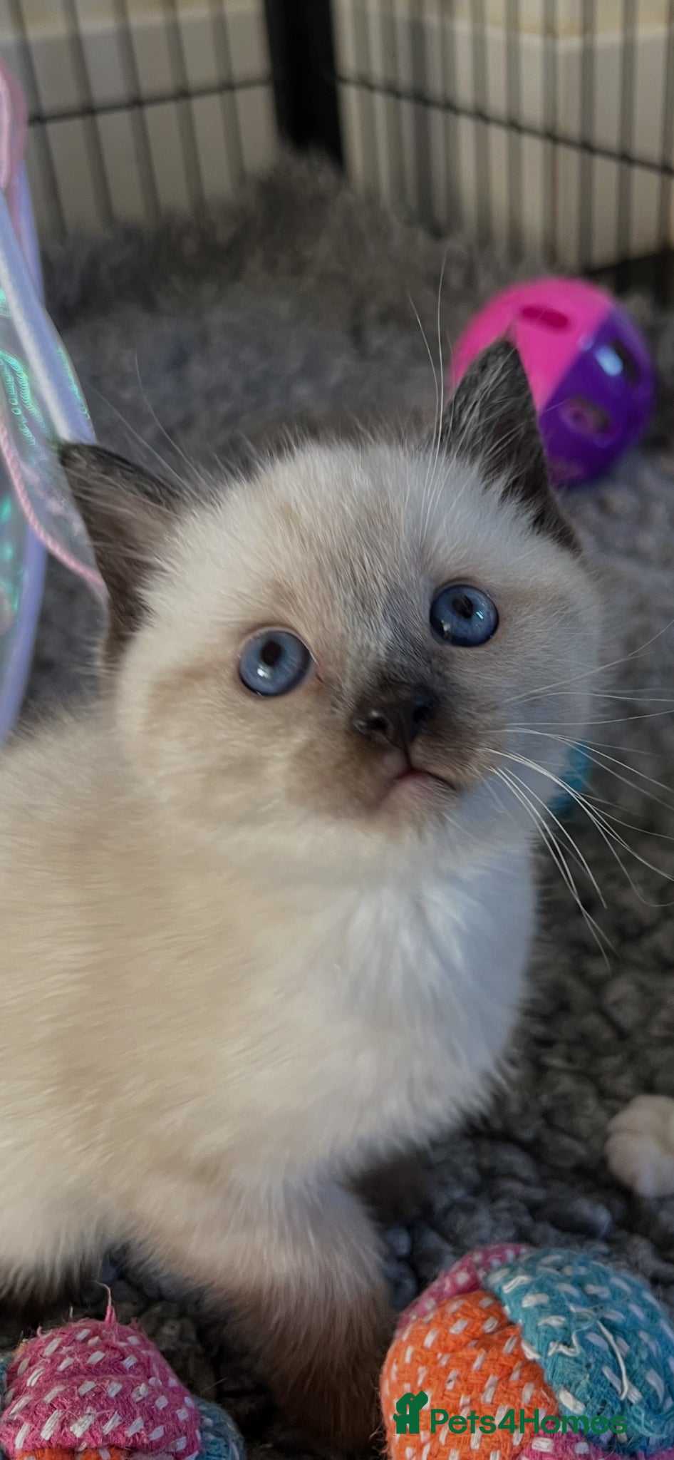 Ragdoll cats for sale: Beautiful full pedigree Ragdoll kittens Seal Blue - Advert 1
