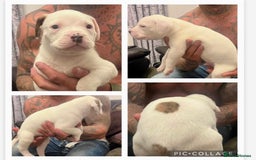 American Bulldog dogs for sale: Ready in 2 weeksbeautiful American bulldog puppies - Image 1