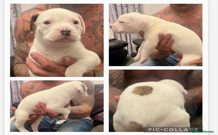 American Bulldog dogs - Advert 15