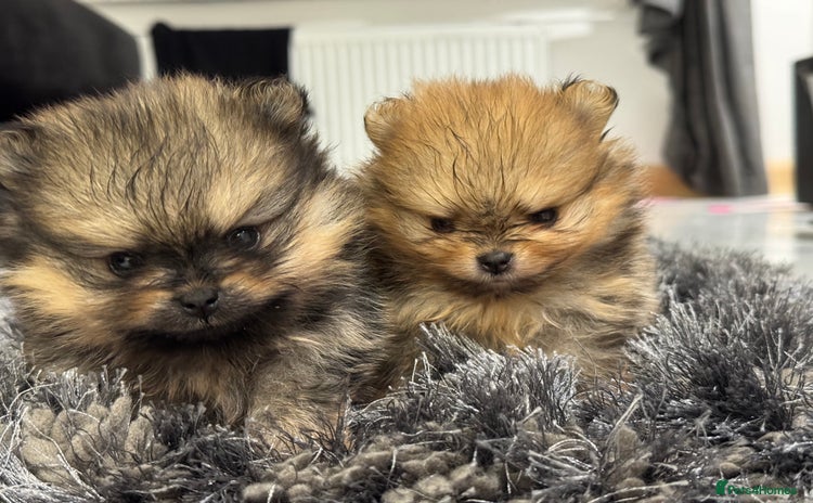Pomeranian dogs - Advert 1