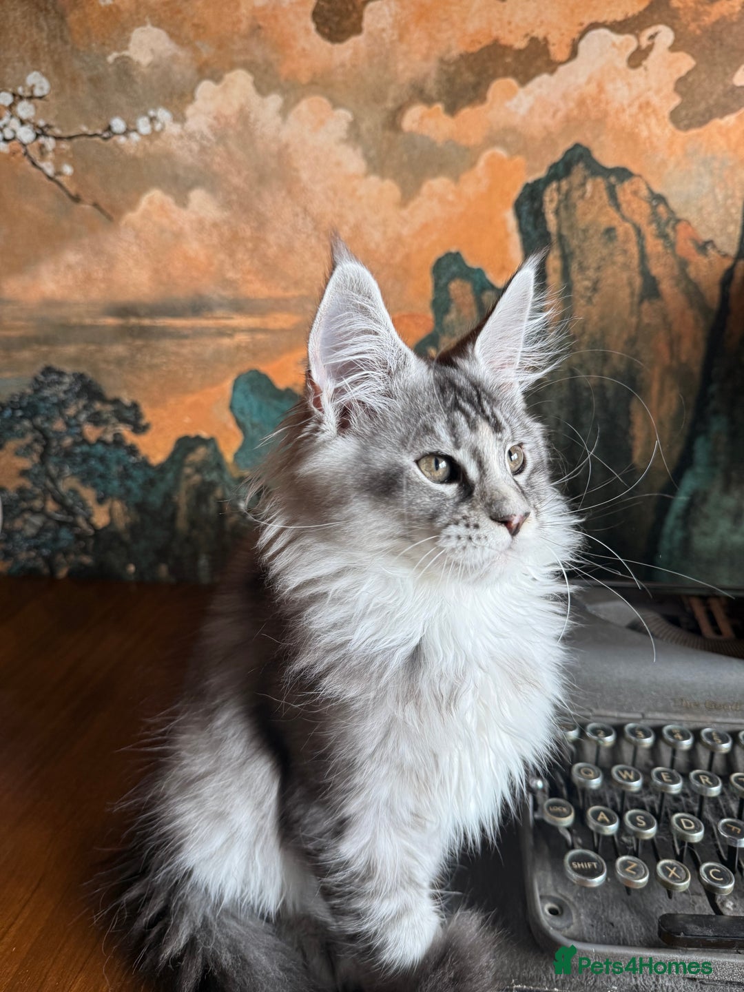 Maine Coon cats for sale: Tica registered Maine Coons from champion lines  - Image 10