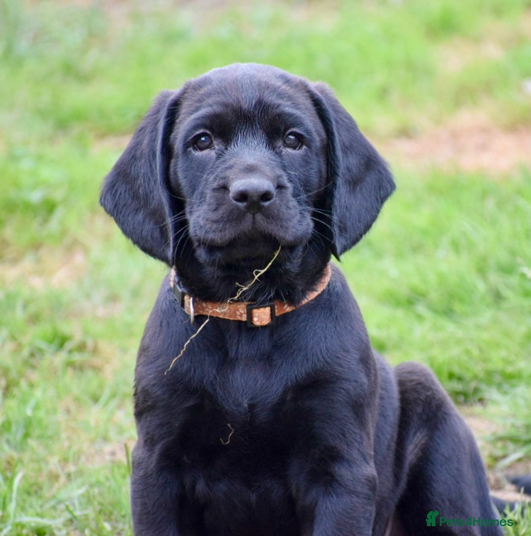 Cockerdor dogs for sale: Cockerdor Puppies - Image 4