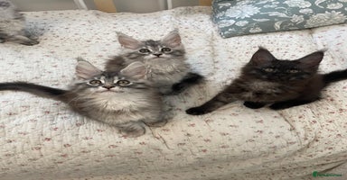 Maine Coon cats - Advert 11