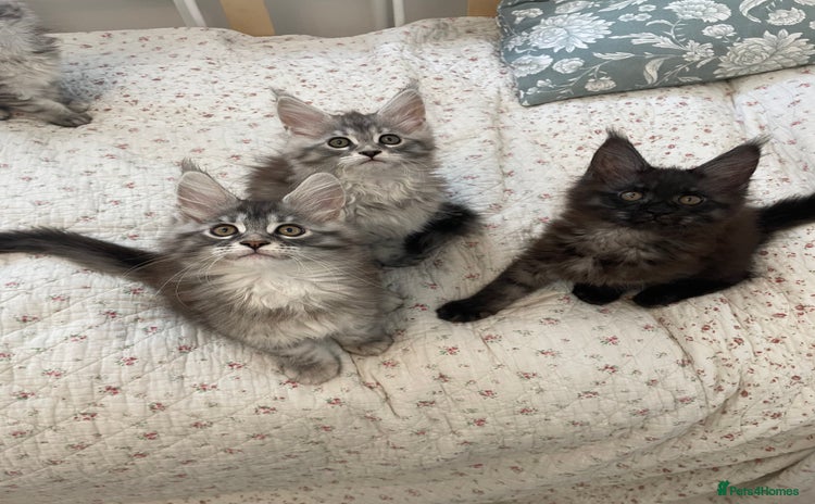 Maine Coon cats - Advert 13