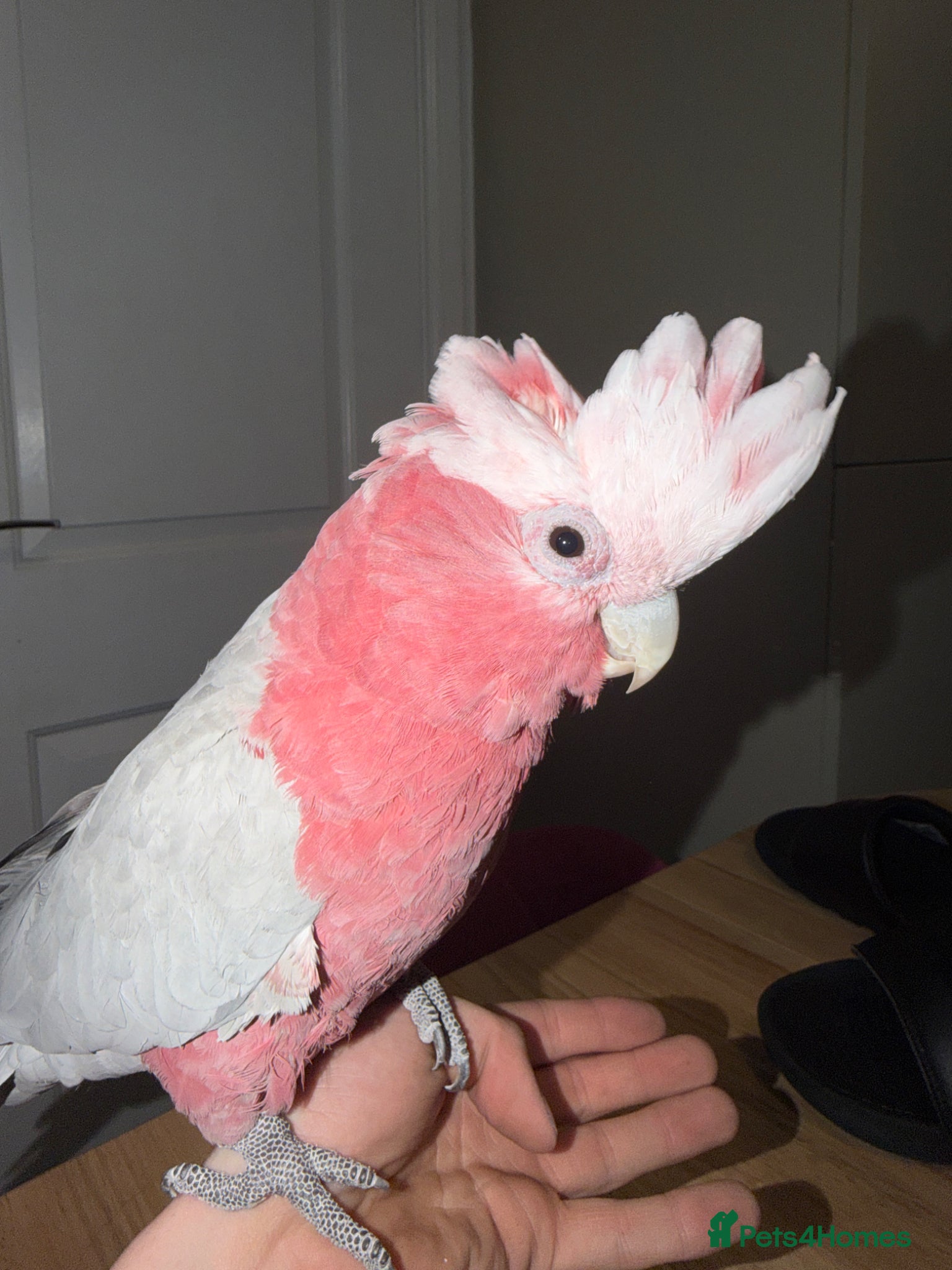 Cockatoo birds for sale: 2 Year Old Tame Male Galah Cockatoo - Advert 1