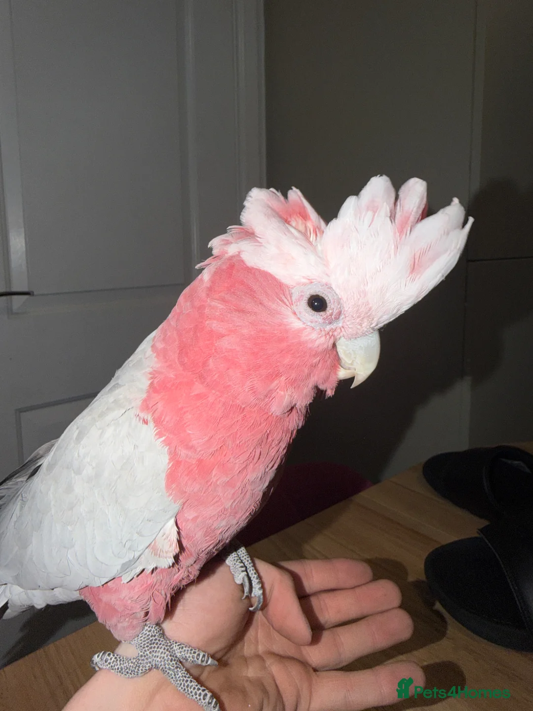 Cockatoo birds for sale: 2 Year Old Tame Male Galah Cockatoo in Liverpool - Advert 1