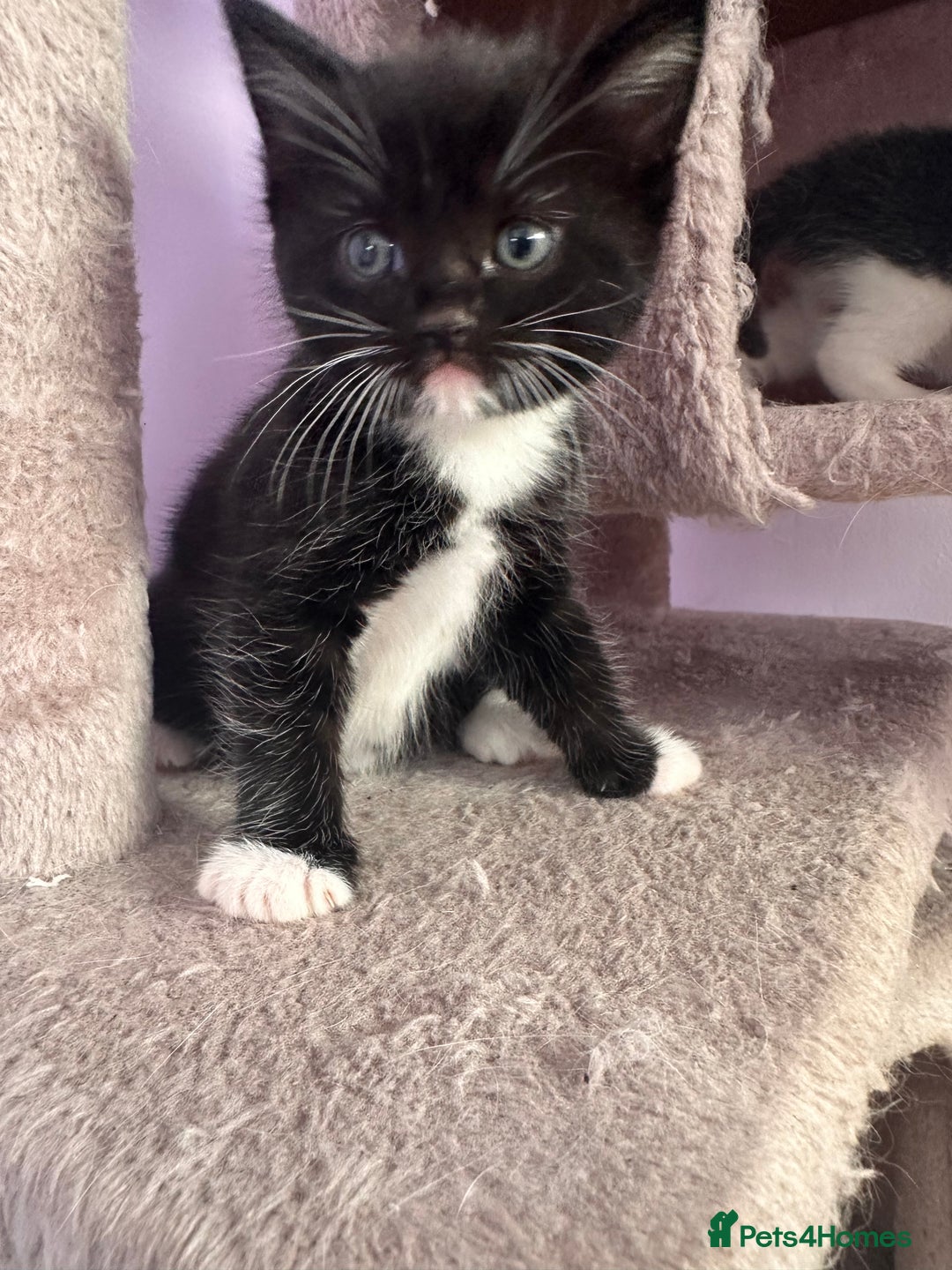 RagaMuffin cats for sale: Three Adorable Male Kittens  - Advert 2