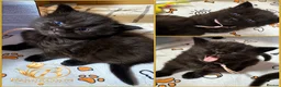 Maine Coon cats for sale: Tica registered Adorable Mainecoon Kittens - Advert 15