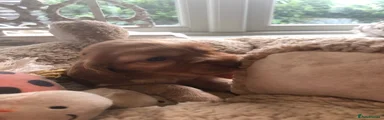Cocker Spaniel 3