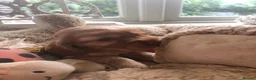 Cocker Spaniel dogs for sale: Stunning Rare Dark Red show cocker spaniel puppies - Advert 18
