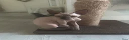 Sphynx cats for sale: Sphinx 2boys kitchens - Advert 7