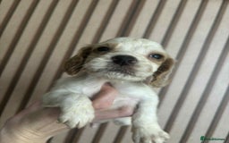 Cocker Spaniel dogs for sale: 6 gorgeous cockerspaniel puppy’s  - Image 6