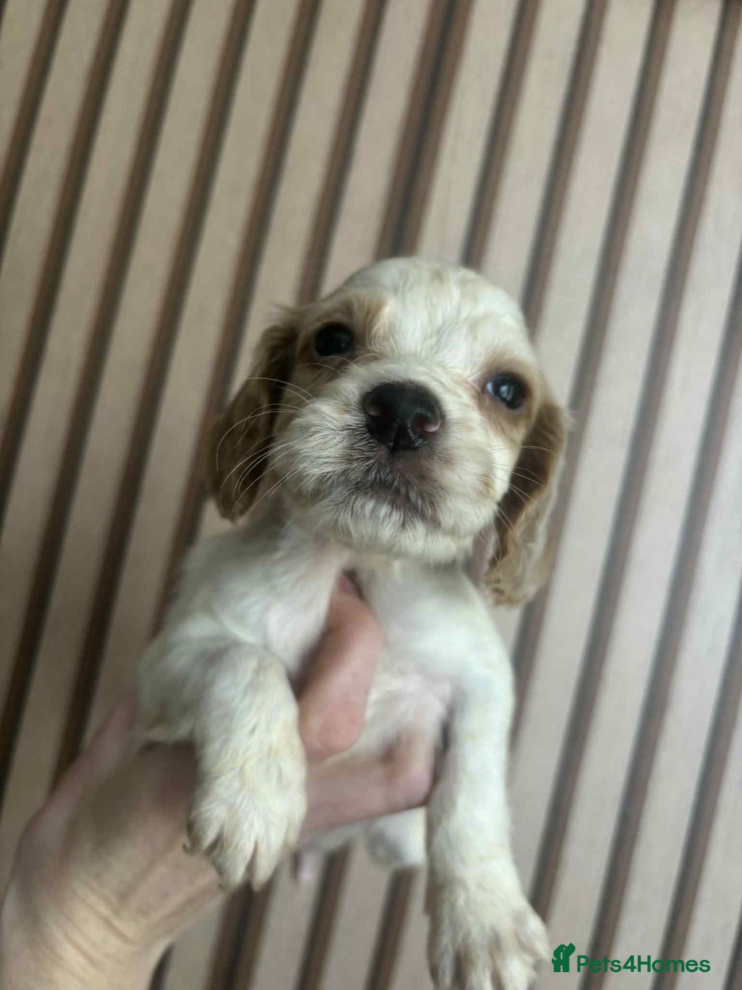 Cocker Spaniel dogs for sale: 6 gorgeous cockerspaniel puppy’s  - Image 6