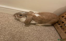 French Lop rabbits for sale: 4 x mixed breed lop bunnies 2 x albino REW 2 x not - Image 20