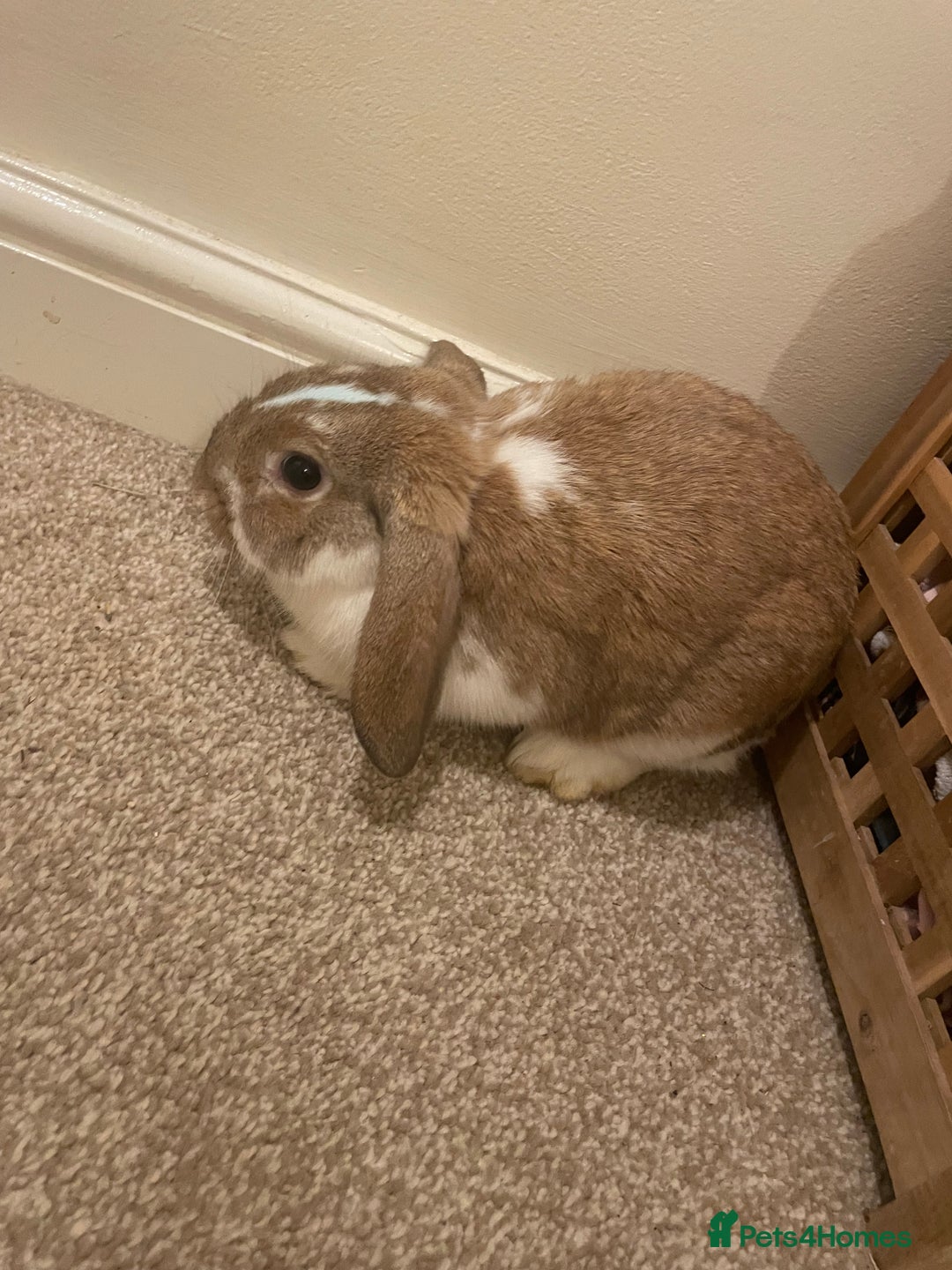 French Lop rabbits for sale: 4 x mixed breed lop bunnies 2 x albino REW 2 x not - Image 20