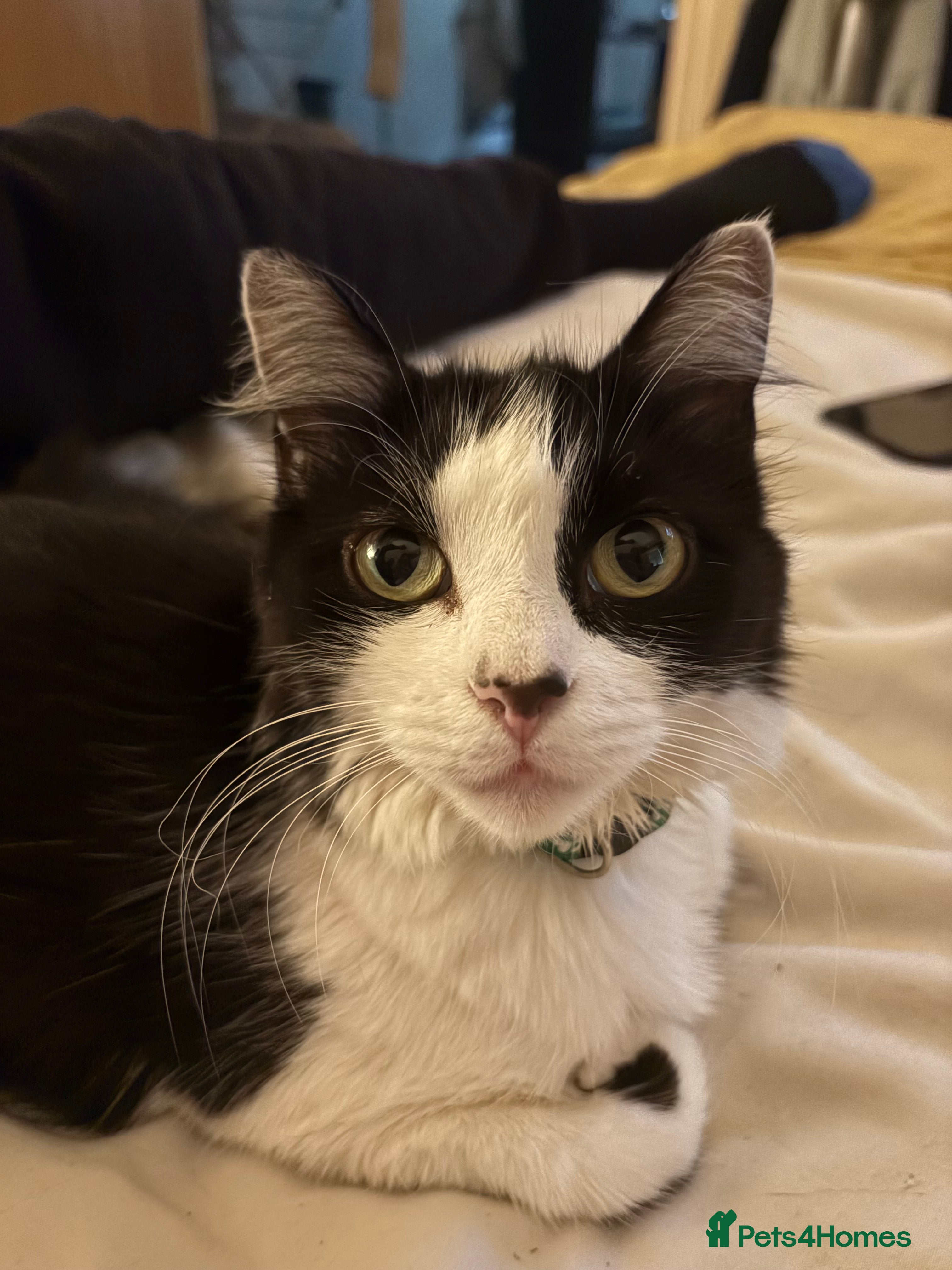 Mixed Breed cats 🐾 Re-homing our beautiful Tilly Tot - Advert 2