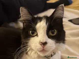 Mixed Breed cats 🐾 Re-homing our beautiful Tilly Tot - Advert 2