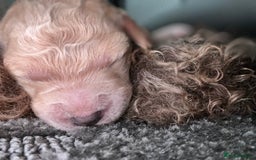 Bernedoodle dogs for sale: Bernedoodle x Labradoodle  - Image 27