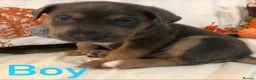 Mixed Breed dogs for sale: Rottweilerx puppy’s - Advert 6