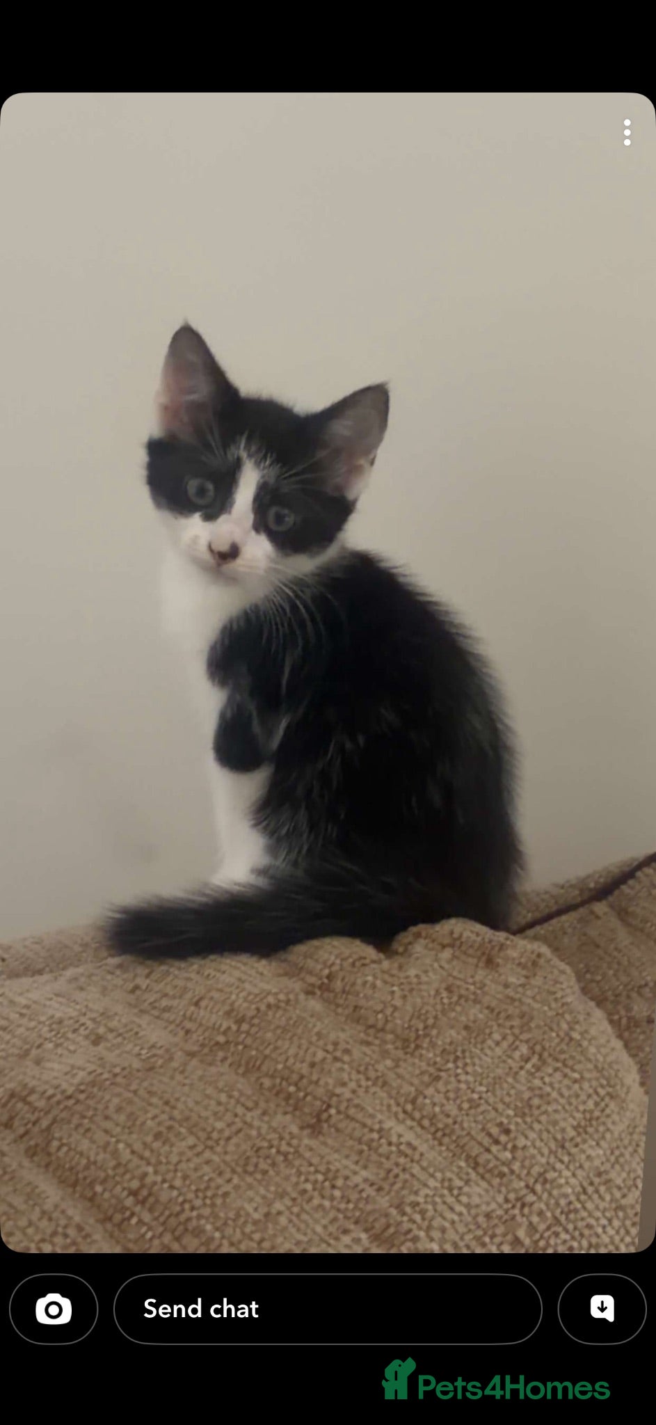 Mixed Breed cats for sale: Mainecoon cross  - Advert 2