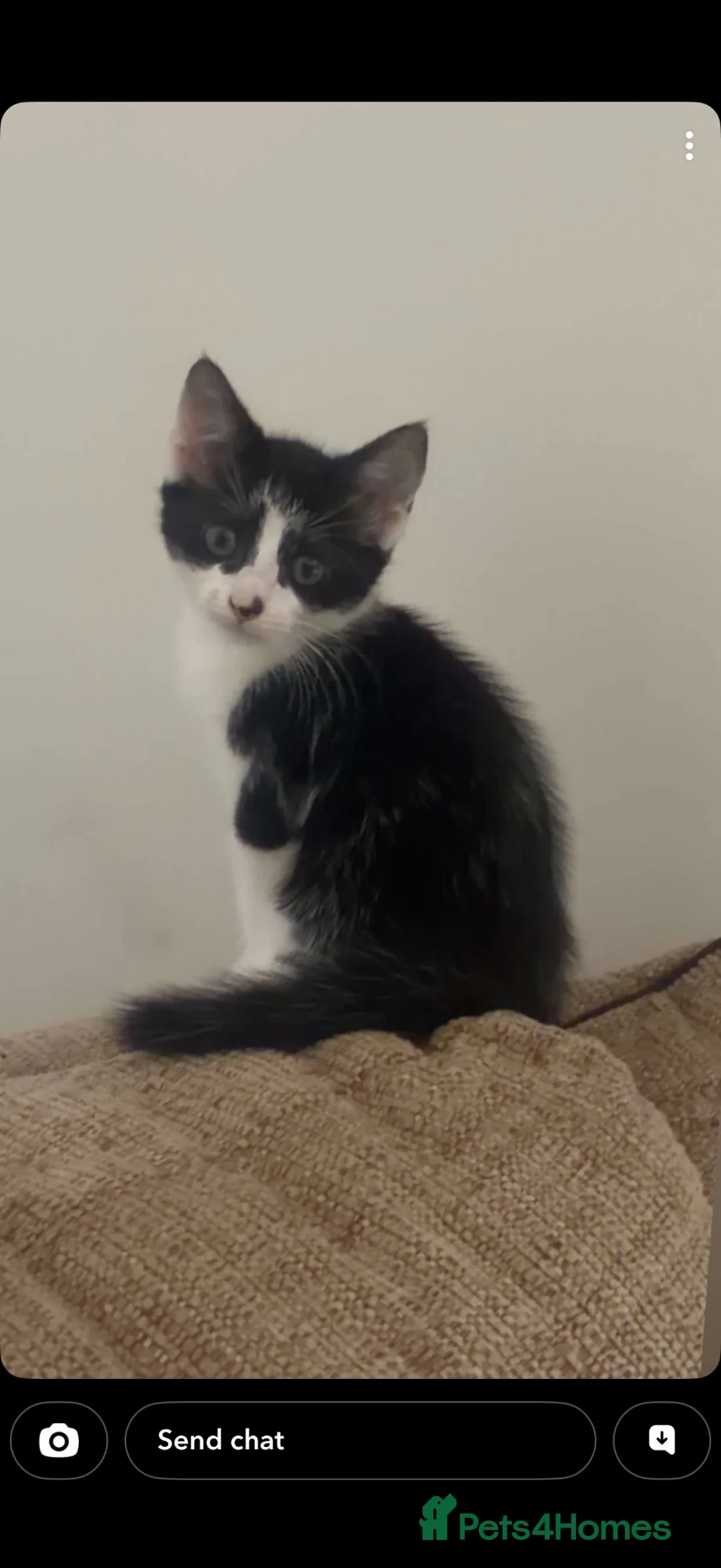 Mixed Breed cats for sale: Mainecoon cross  - Advert 1