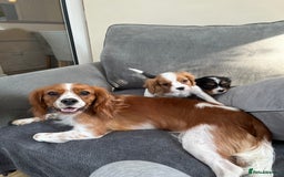 Cavalier King Charles Spaniel dogs for sale: Two boys looking for their new homes  - Image 5