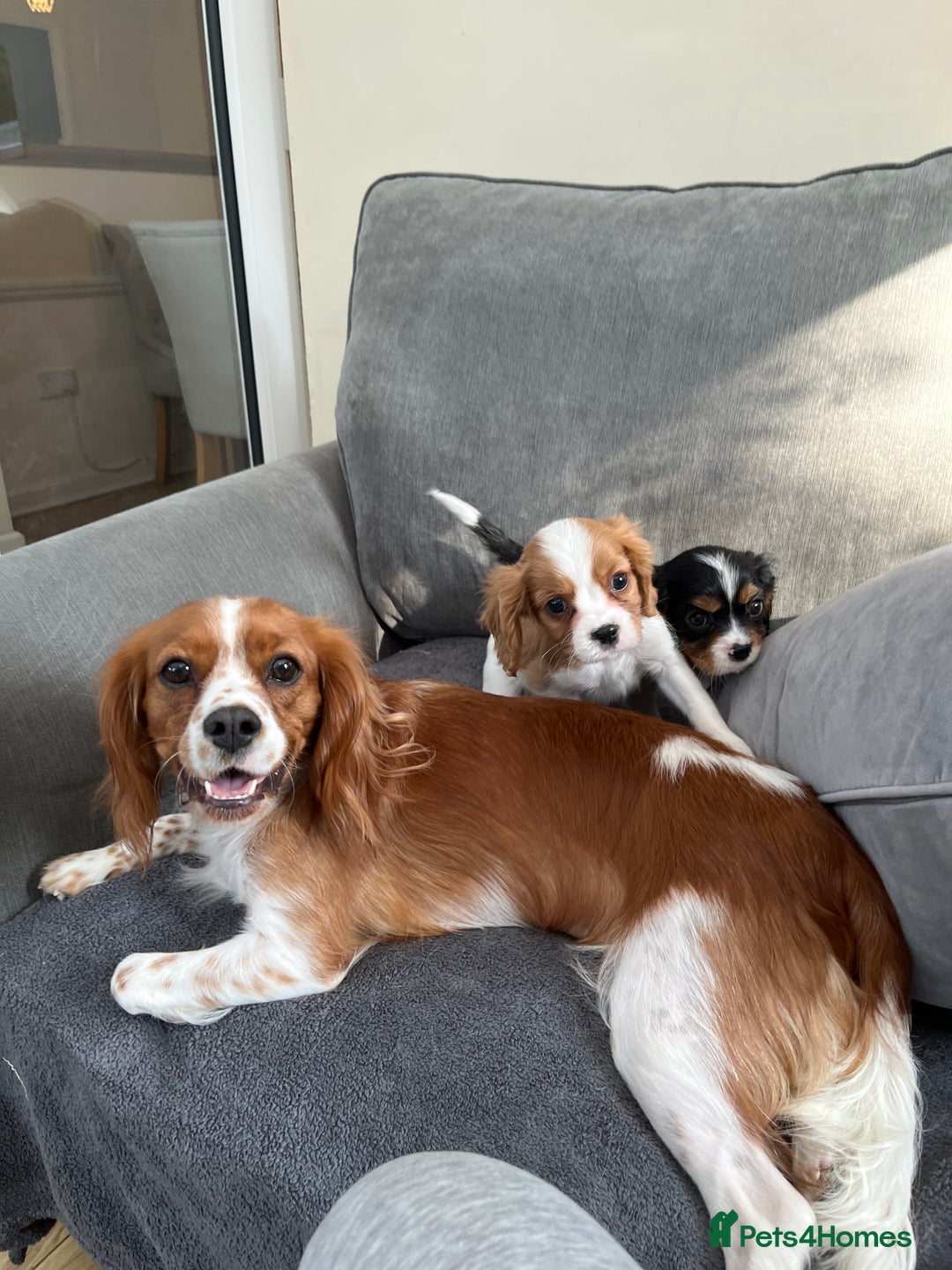 Cavalier King Charles Spaniel dogs for sale: Two boys looking for their new homes  - Image 5