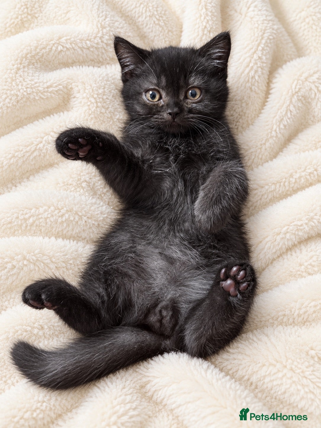 British Shorthair cats Supreme Champion Line British Shorthair Kittens - Advert 2