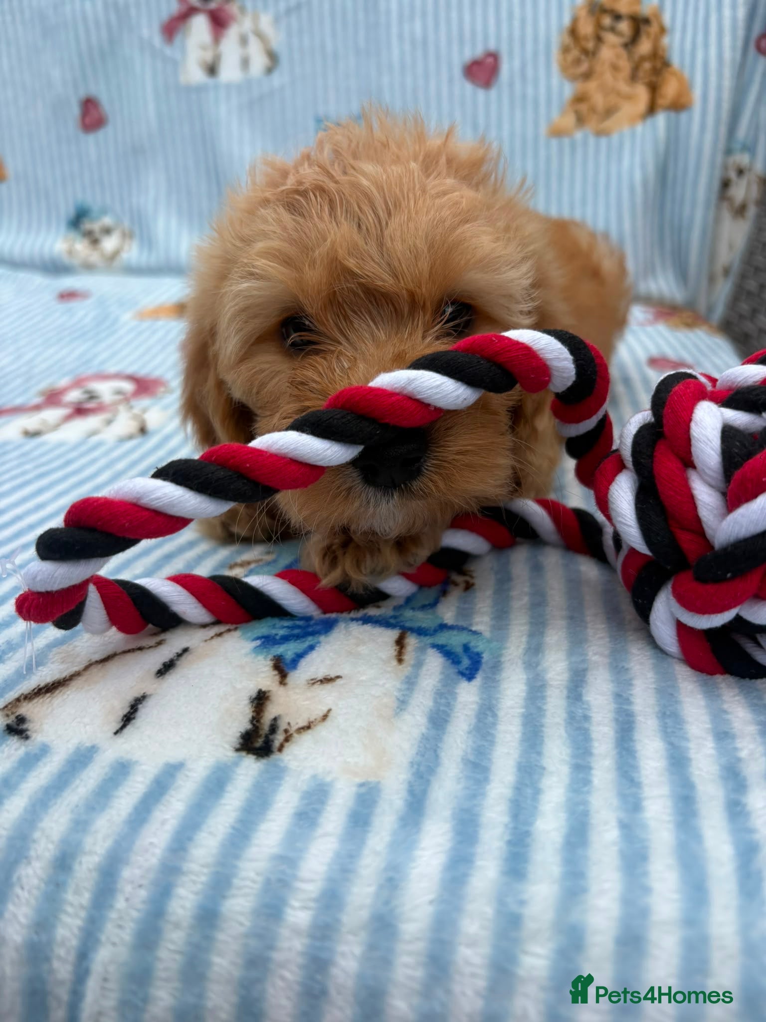 Cockapoo dogs 6 beautiful cockerpoo puppies  - Advert 2