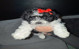 Mixed Breed dogs for sale: 4 little ones looking for a new home ❤️🩵💙 - Image 7