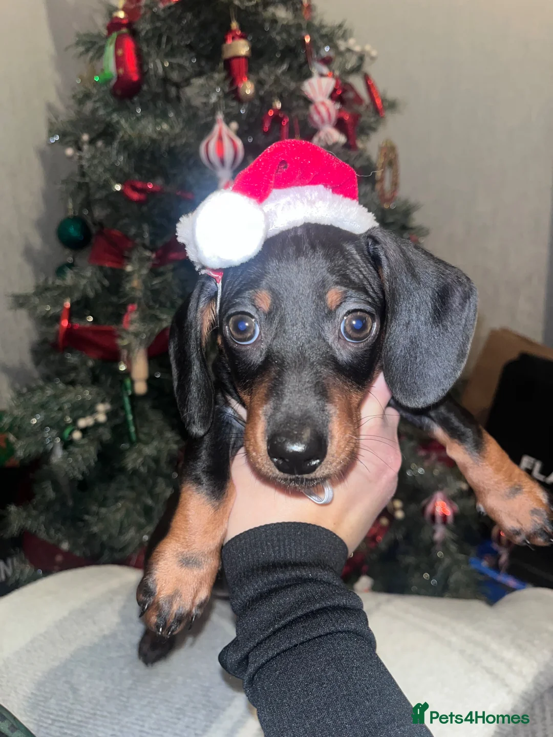 Miniature Dachshund dogs for sale: 7month Old Miniature Dashound in Falkirk - Advert 6