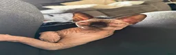Sphynx cats for sale: Gia - Sphynx - please read add !  in Knutsford - Advert 5