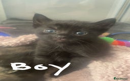 Domestic Shorthair cats for sale: Kittens looking for their forever home - Advert 3