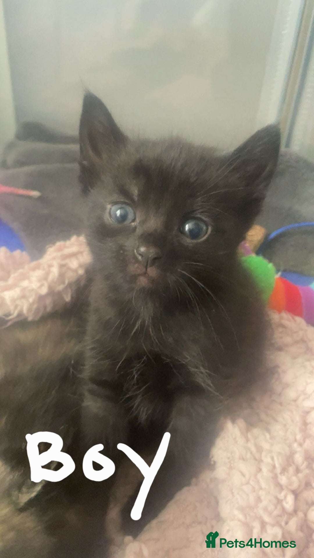 Domestic Shorthair cats for sale: Kittens looking for their forever home - Advert 3