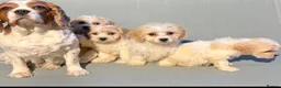 Cavapoo dogs for sale: Cutest little Cavapoo’s FULLY HEALTH checked - Advert 16