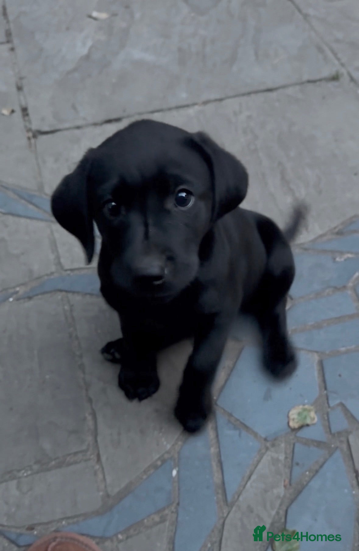 Labrador Retriever dogs Chunky Labrador Puppies  - Advert 2