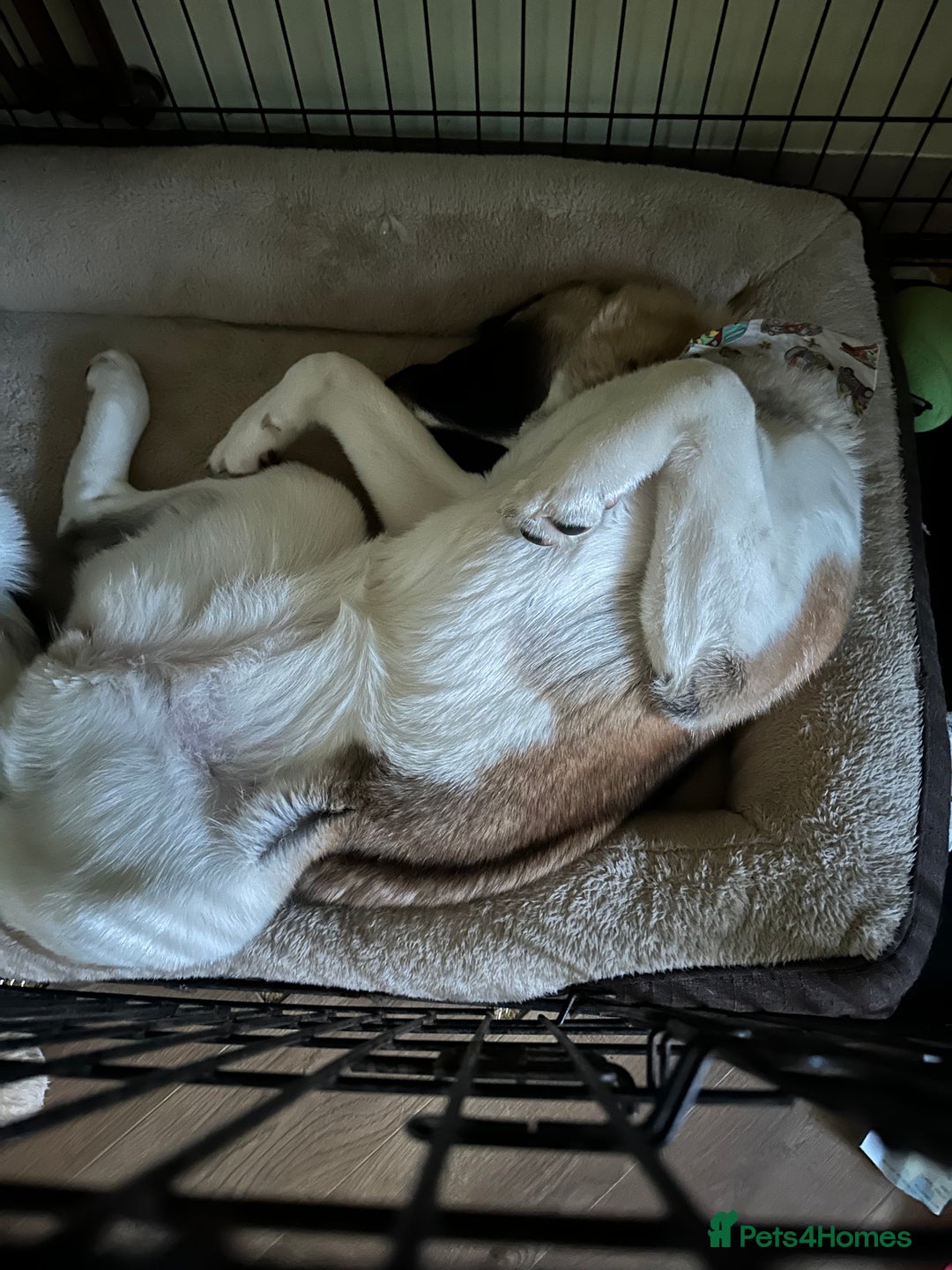 Akita dogs for sale: Akita 14 months old  - Advert 6