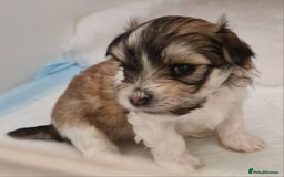 Havanese dogs for sale: Stunning KC Registered Havenese babies available.  - Image 15