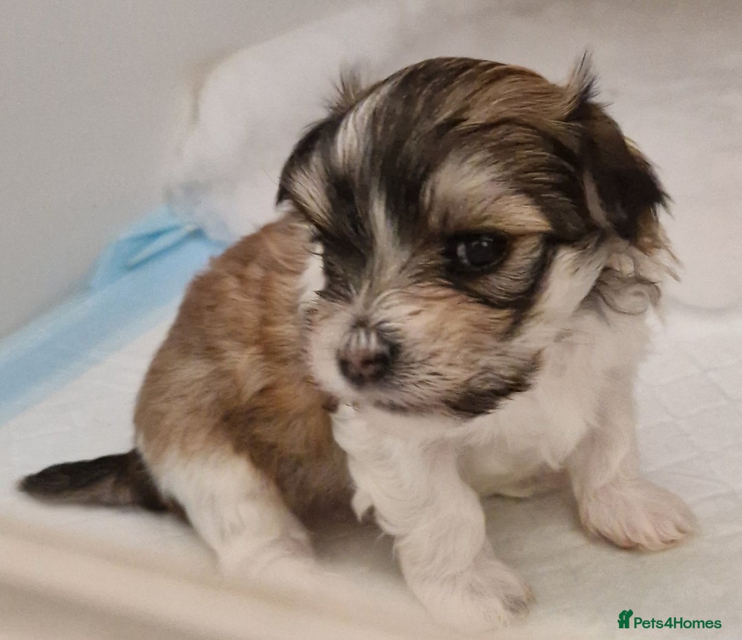 Havanese dogs for sale: Stunning KC Registered Havenese babies available.  - Image 15